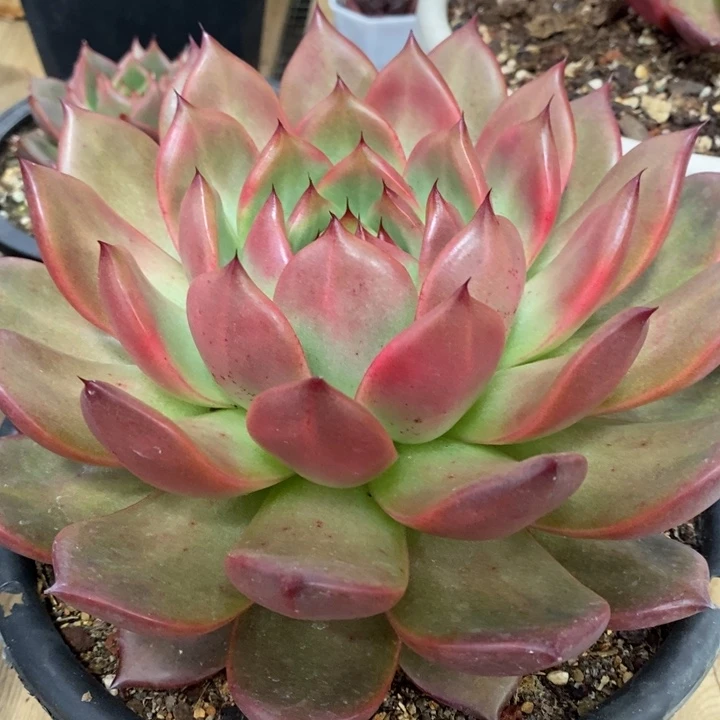 D284- 直播福利 菩萨