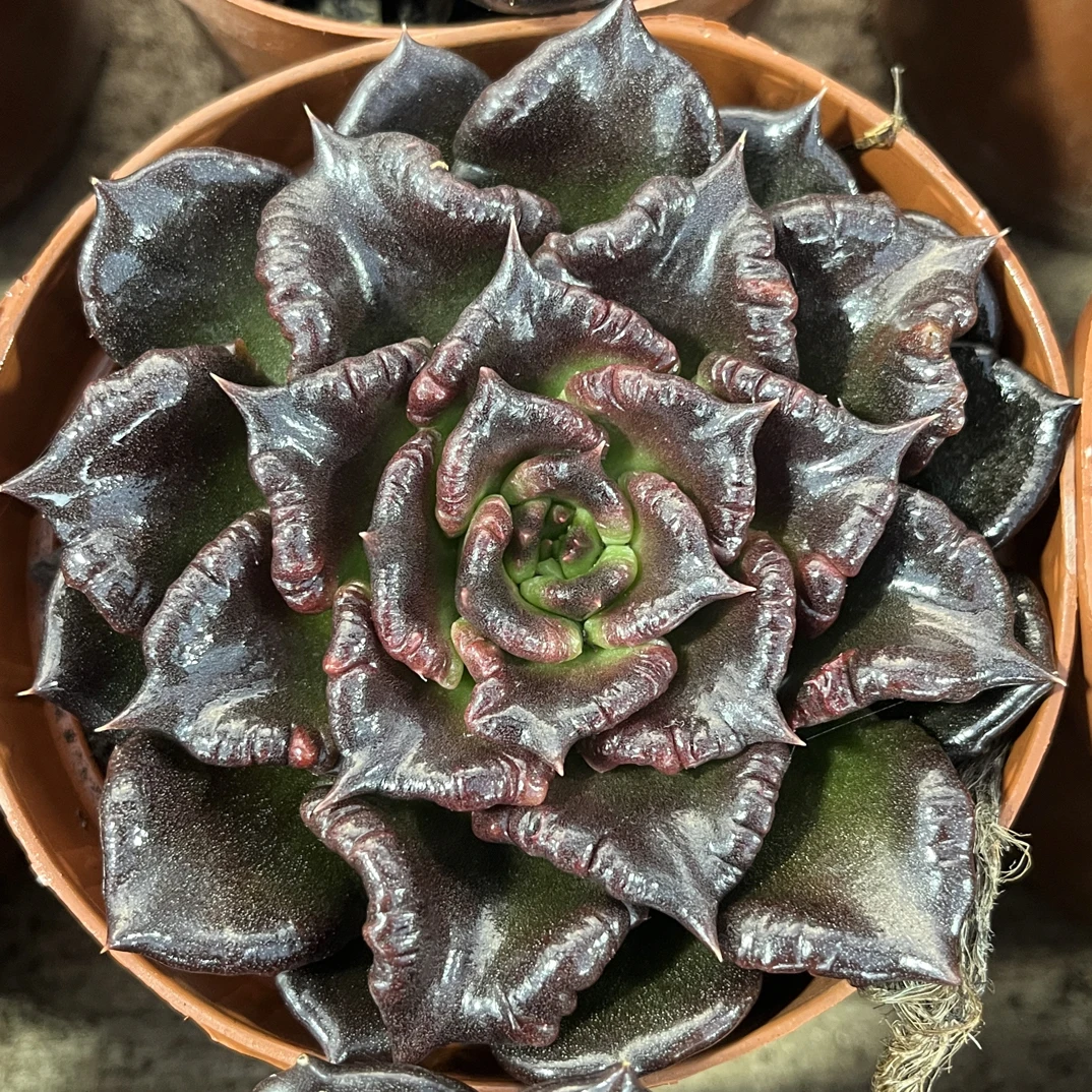 【任意下单即包邮】黑饺子皮9-10厘米多肉植物，脱土发货