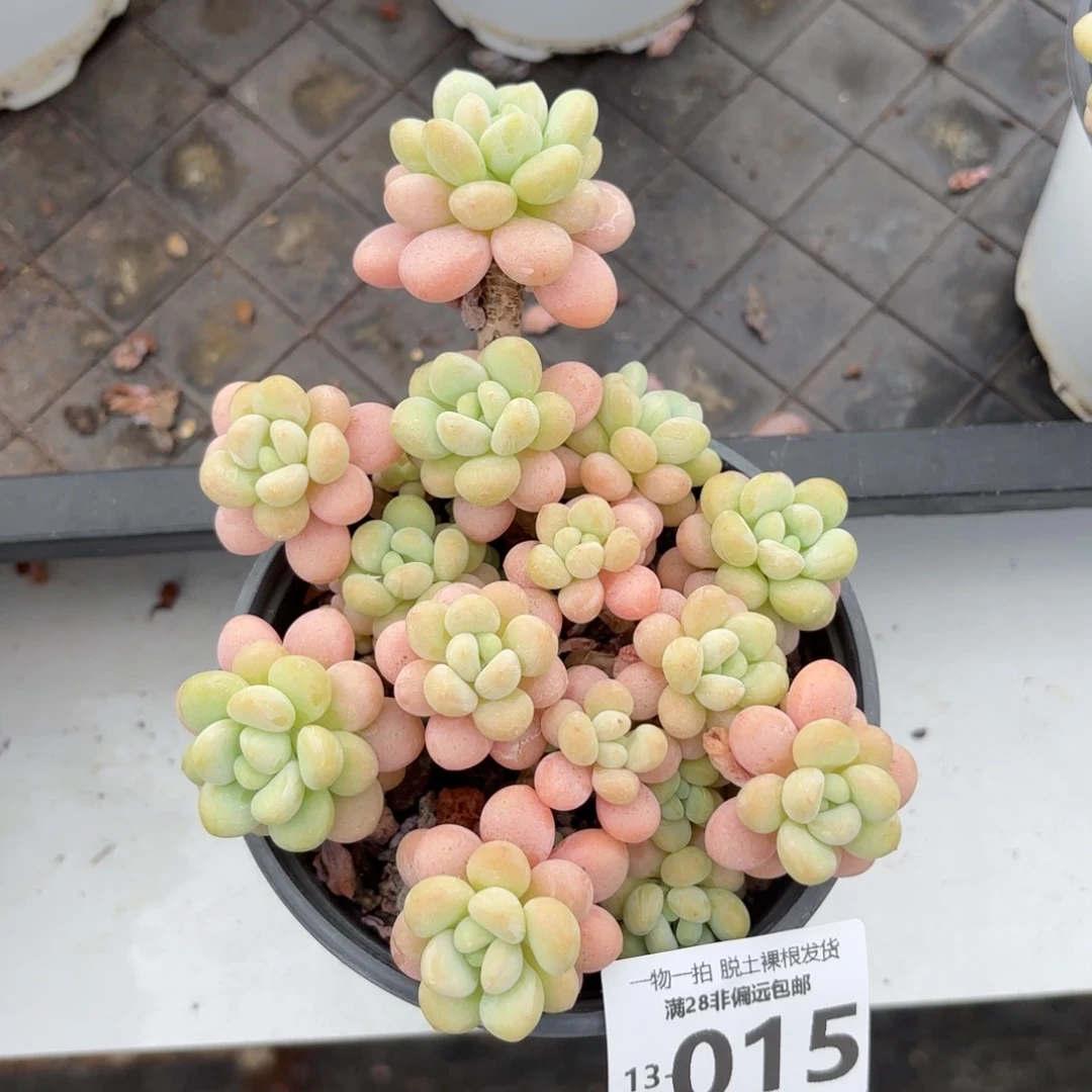 韩系洛可可老桩多肉