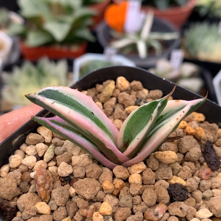 龙舌兰龅牙锦，带盆发货