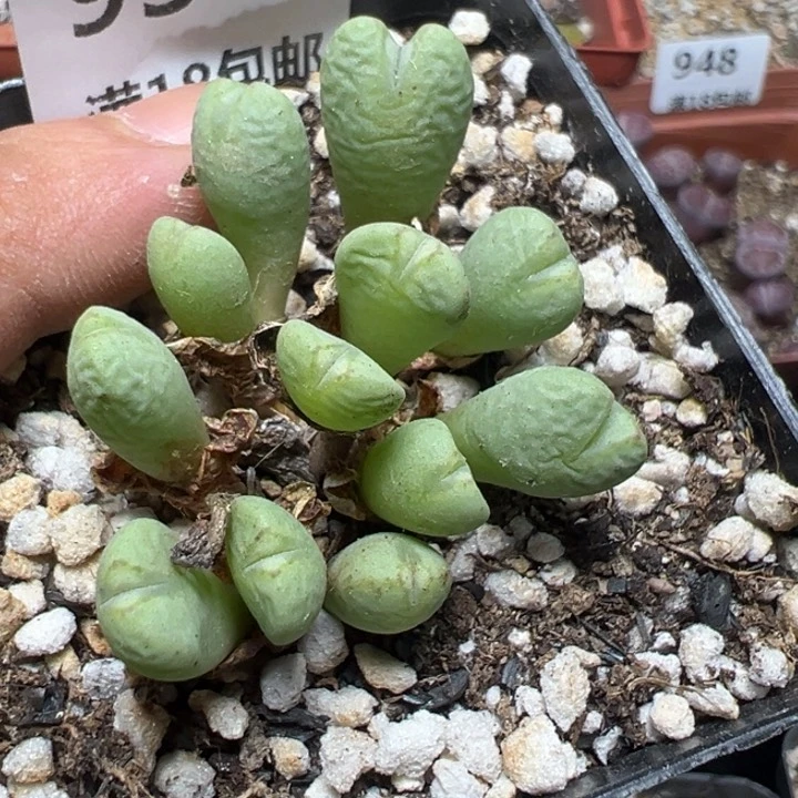 【闪购商品】 954。