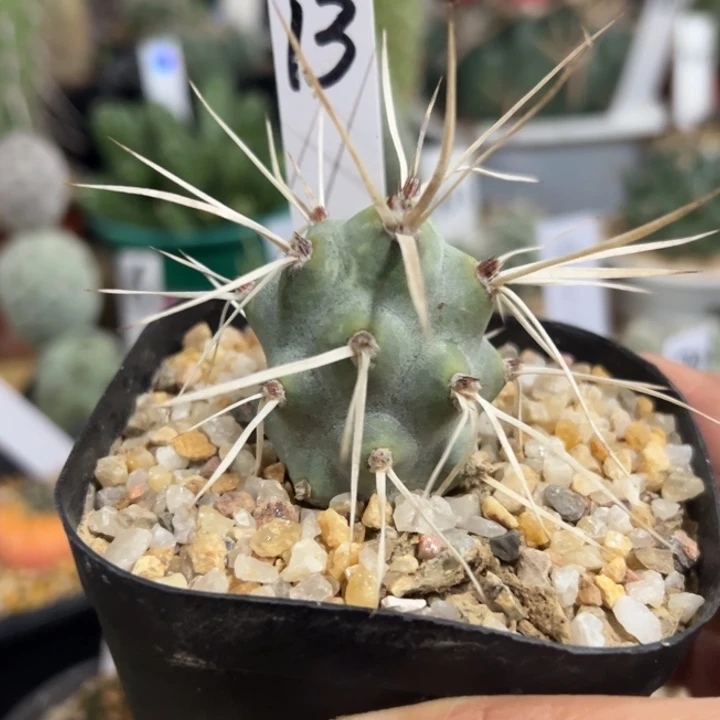 13号枪骑兵团扇3.5厘米