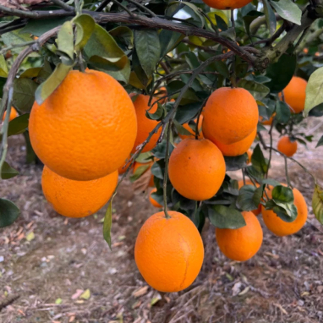 云南高山脐橙农家自产无籽橙子现摘不洗保鲜剂 不打蜡 不打糖