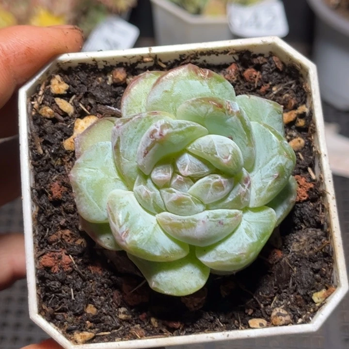 044糖心珍妮绿体