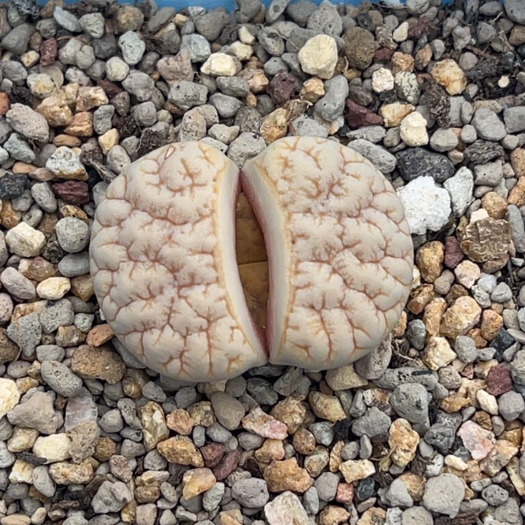 3939睫毛铁189一颗