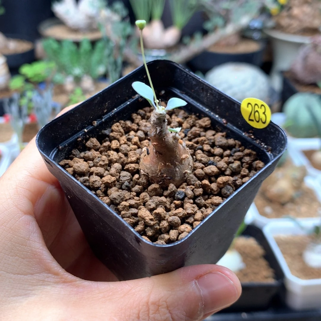 小派马厚敦菊带盆263