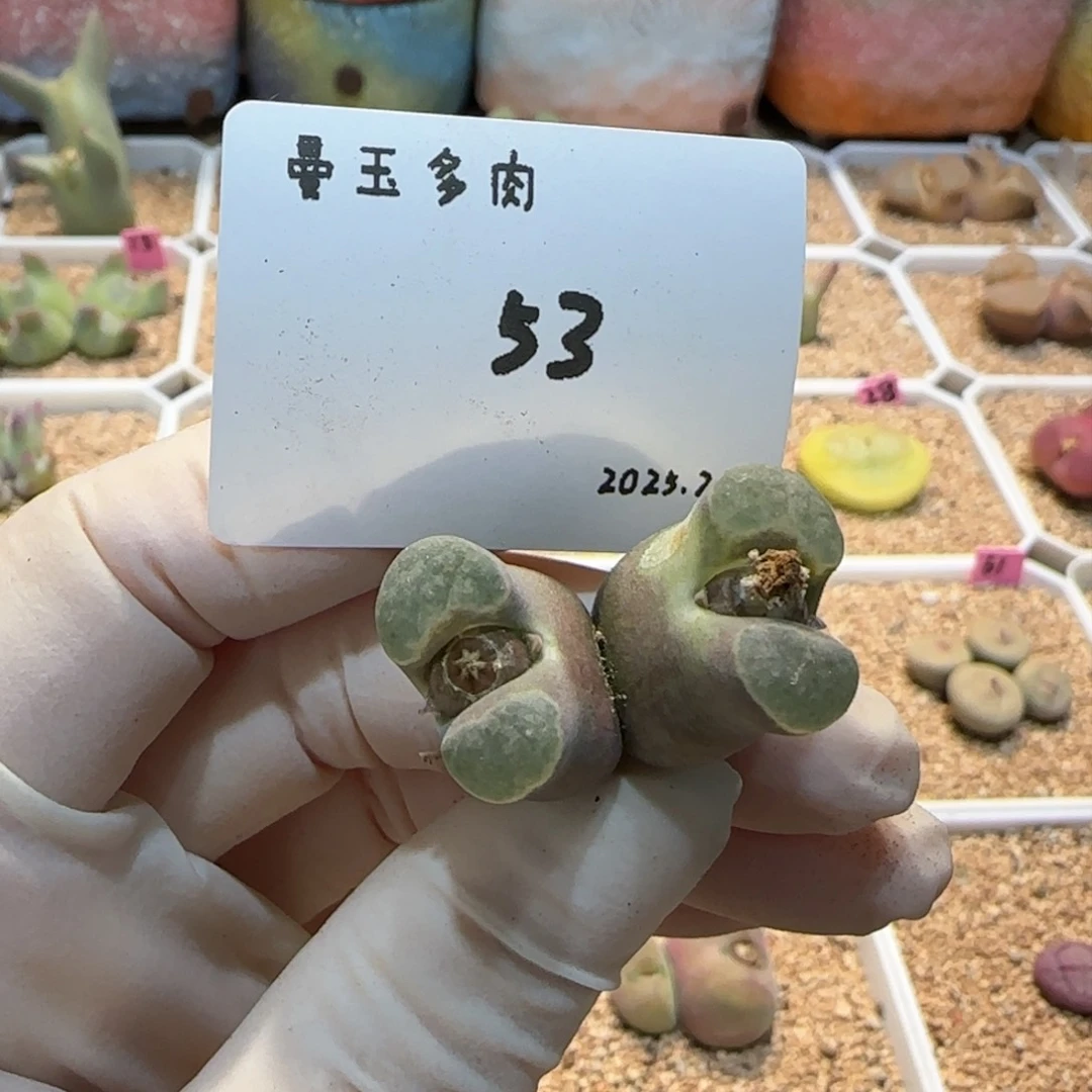 老**花多肉多肉多肉2.7-053