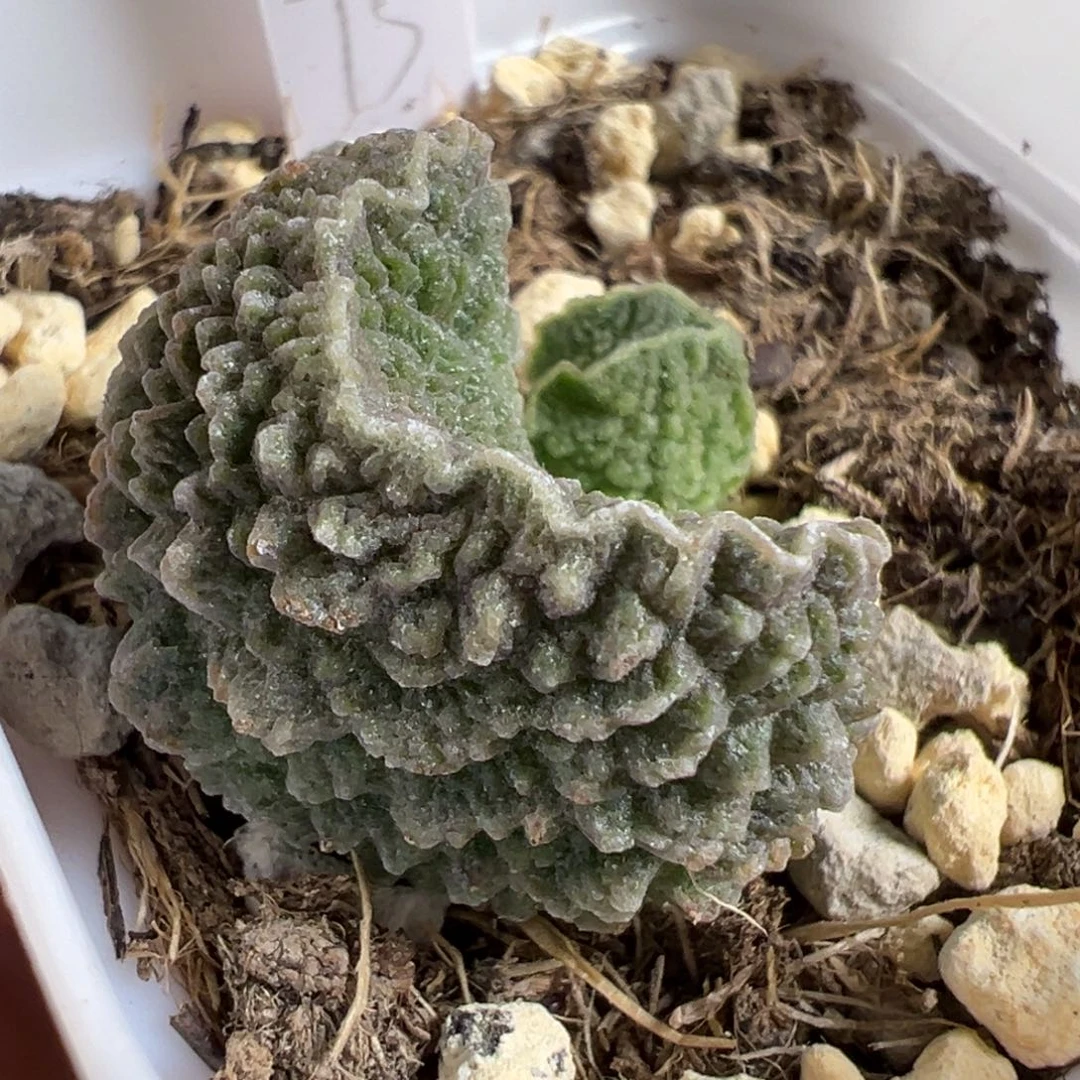 实生新品大苗多肉植物水泡多肉植物