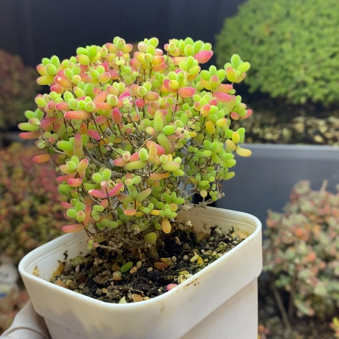 无花朵64号蜜橘糖球（下播浮力）