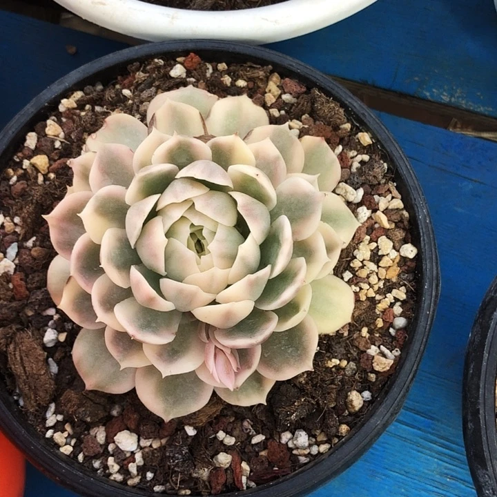 昂斯洛锦多肉植物