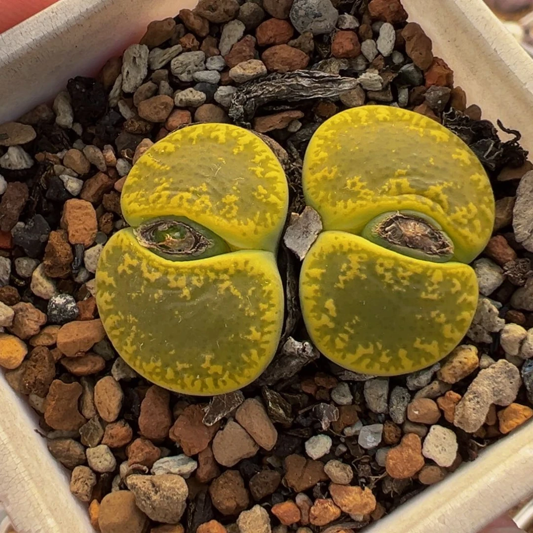 522多肉植物种类多样