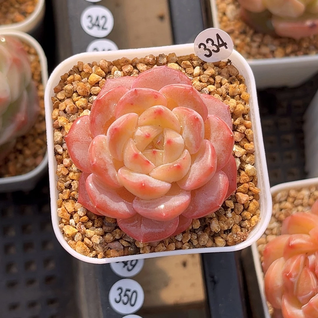 334  小粉象珍妮满18包邮