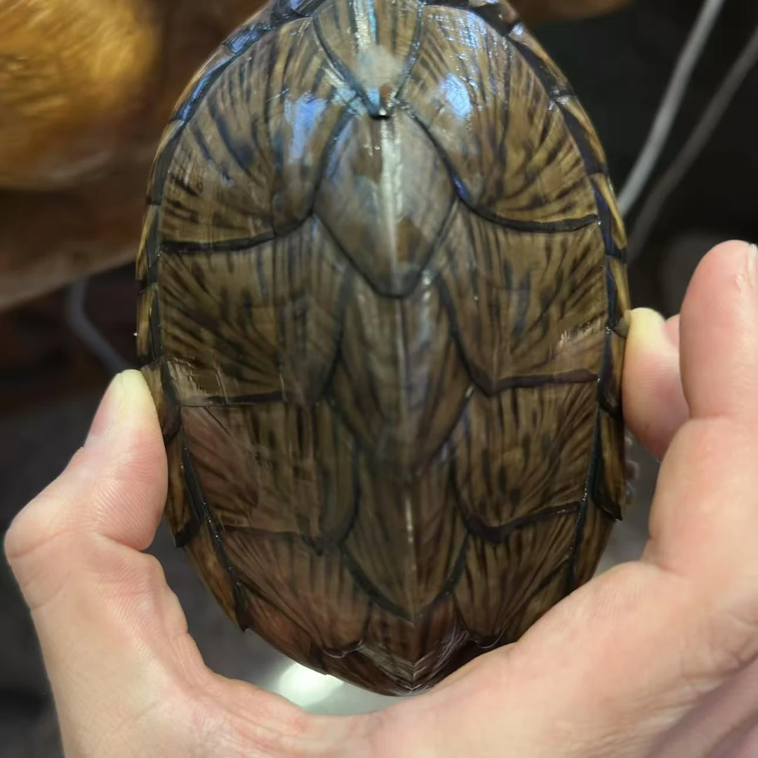 剃刀龟  公  背甲长11.5cm