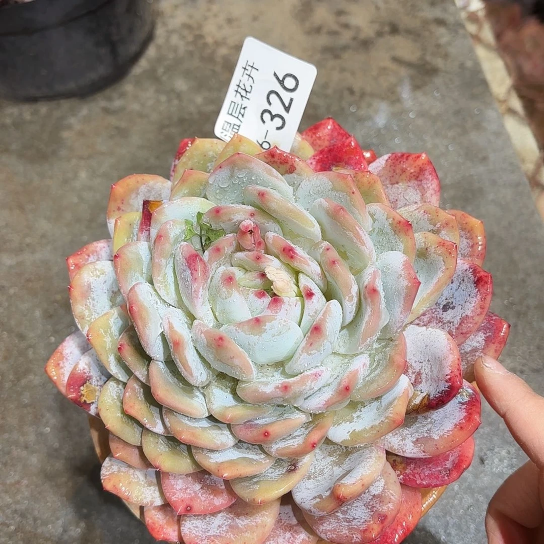 同温层多肉雪天使326