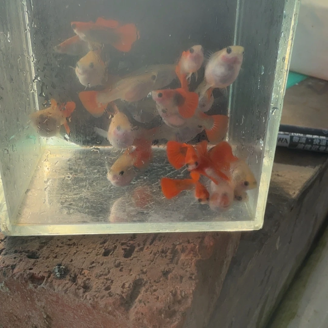 孔雀鱼黄暴球玻璃猫三对