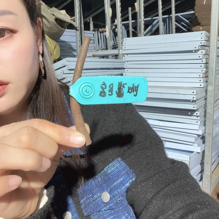 当前无花栽培后可以开花罗马黎明根