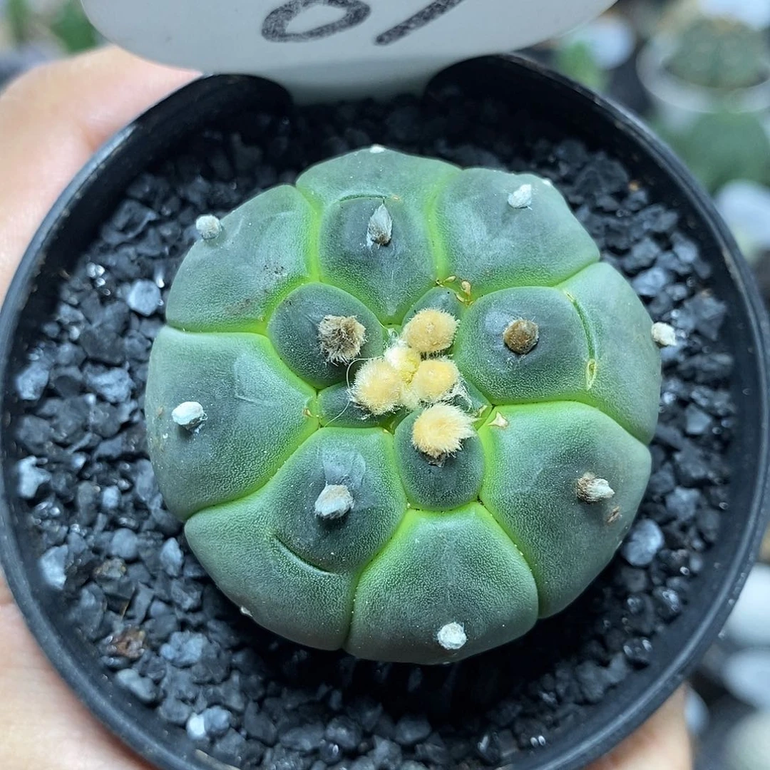 实生龟甲兜83号4.6cm