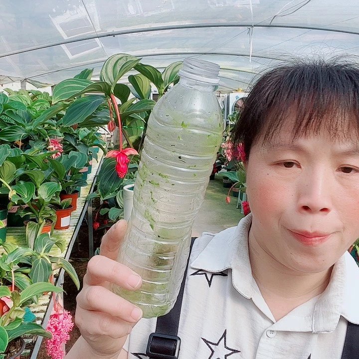 阿*宝莲灯开花开花长叶杀菌开花