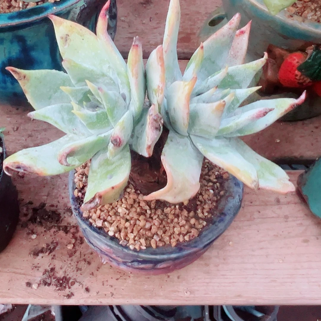 9136雪山仙女杯多肉