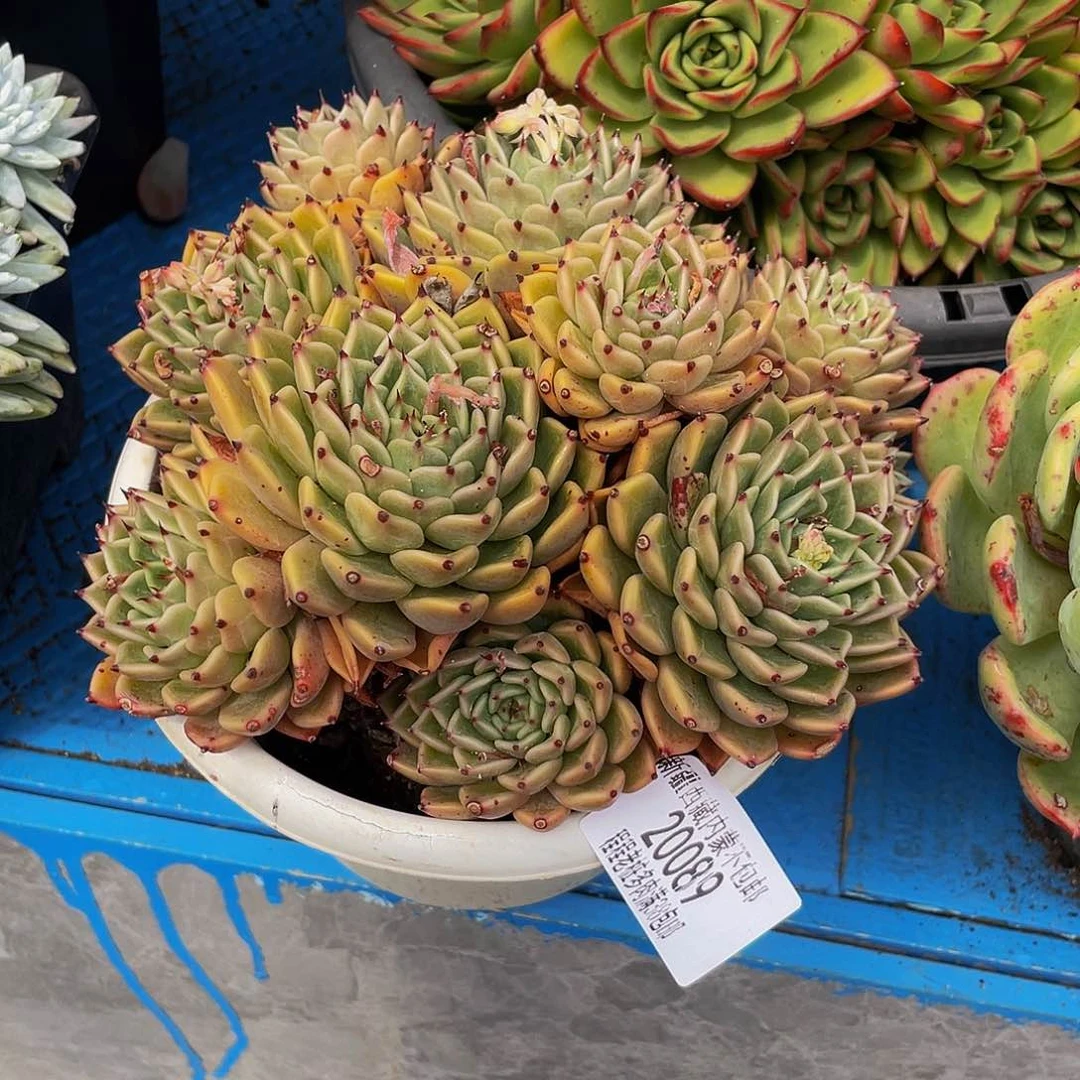 琴**洋倾城20089多肉