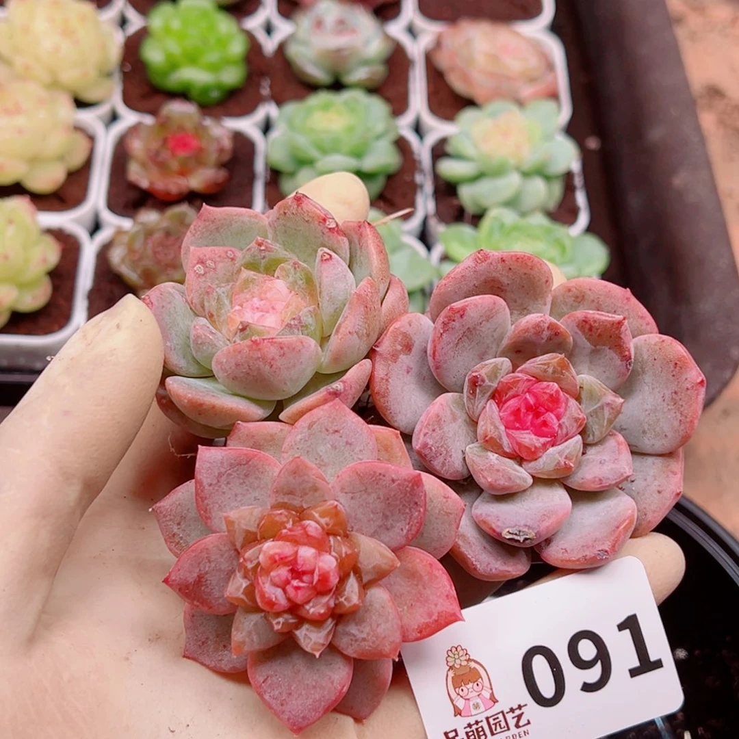 多肉植物多肉植物