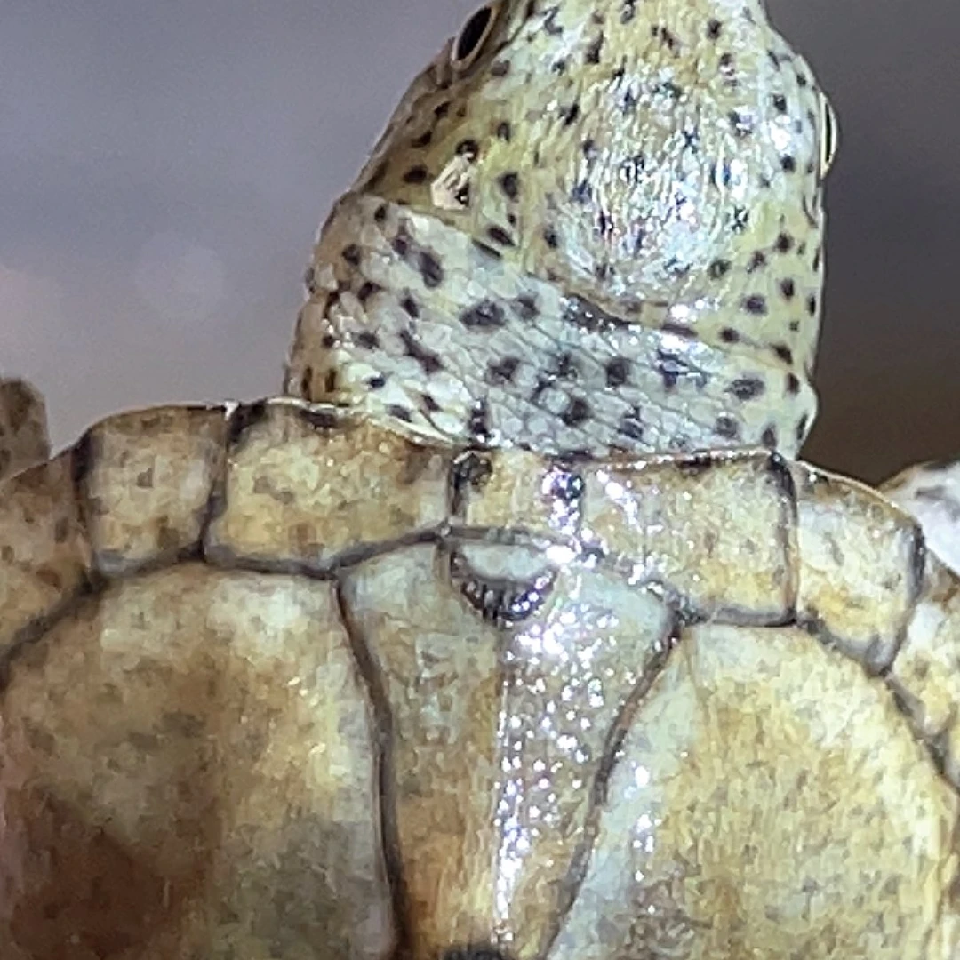 宠物龟不分公母A9微微瑕红领巾满纹黑刀