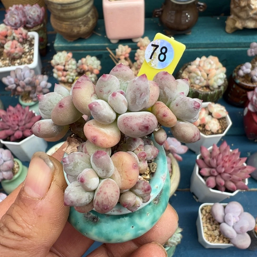 78号苹果奶带盆土发货
