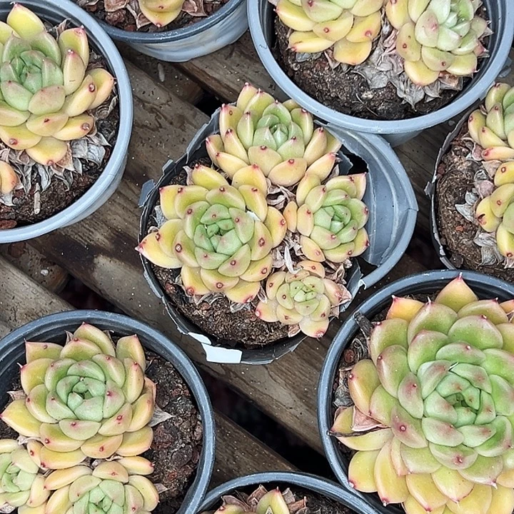 团088号。   多头春春珍妮