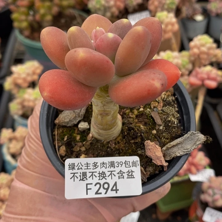金蝉单头294多肉植物