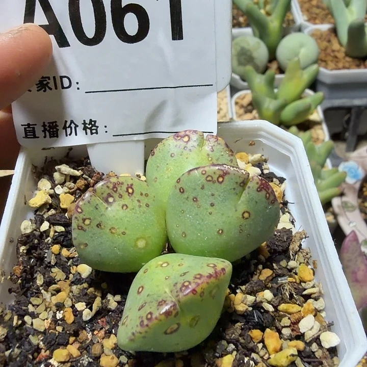 061。多肉植物的生长