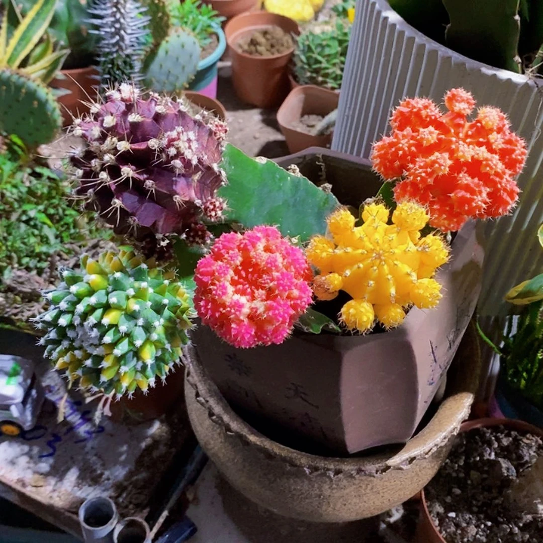 无花朵五种颜色111111111111个