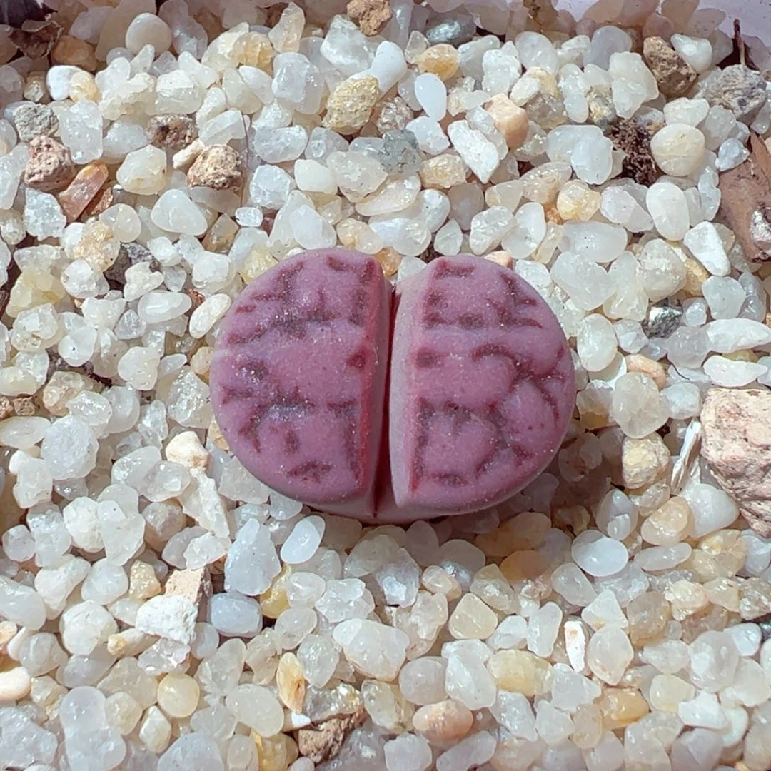 1216-401阿克塞尔玫瑰