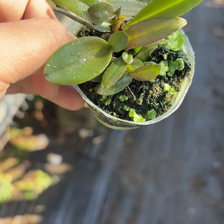 完全开放舒罗卡特兰