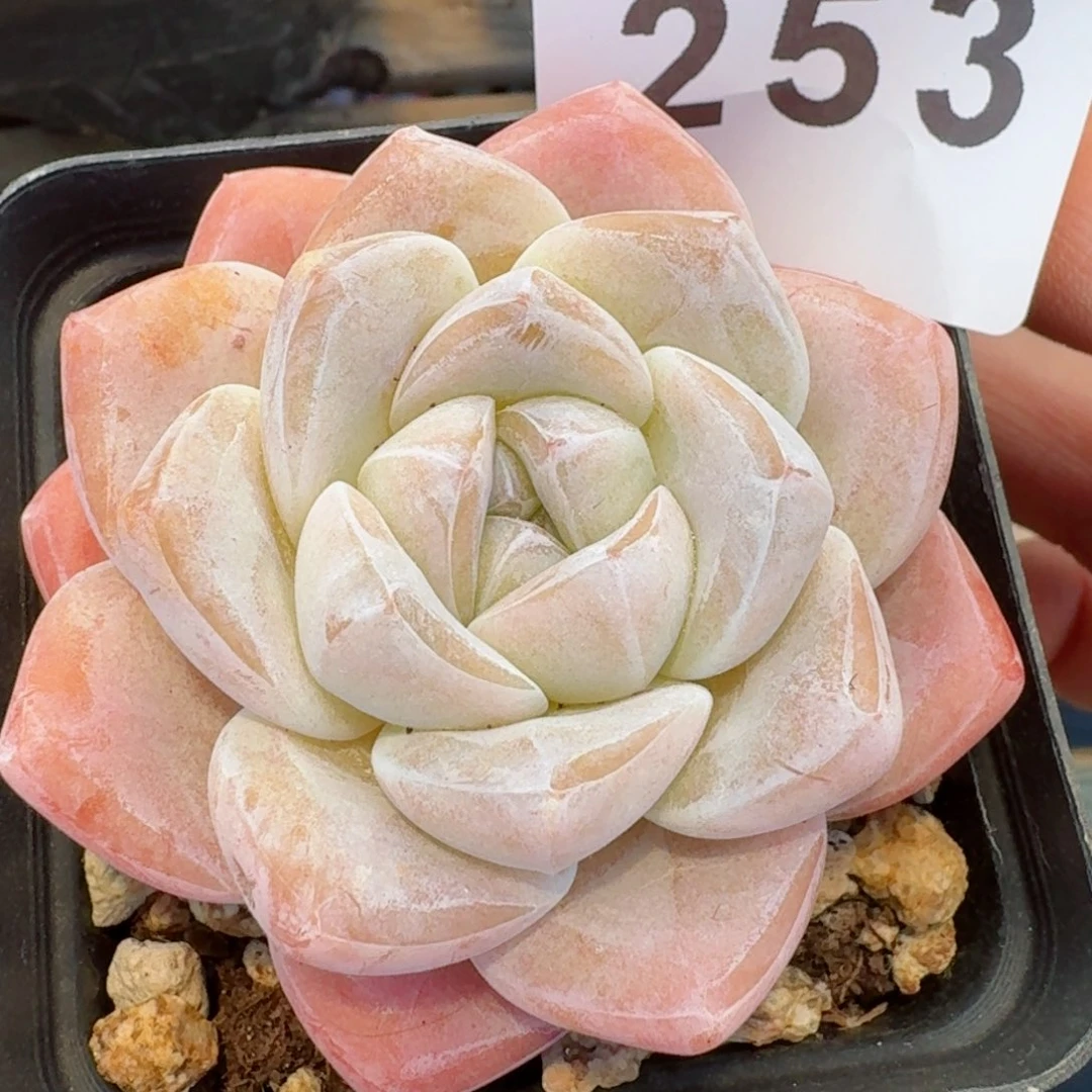 精品多肉