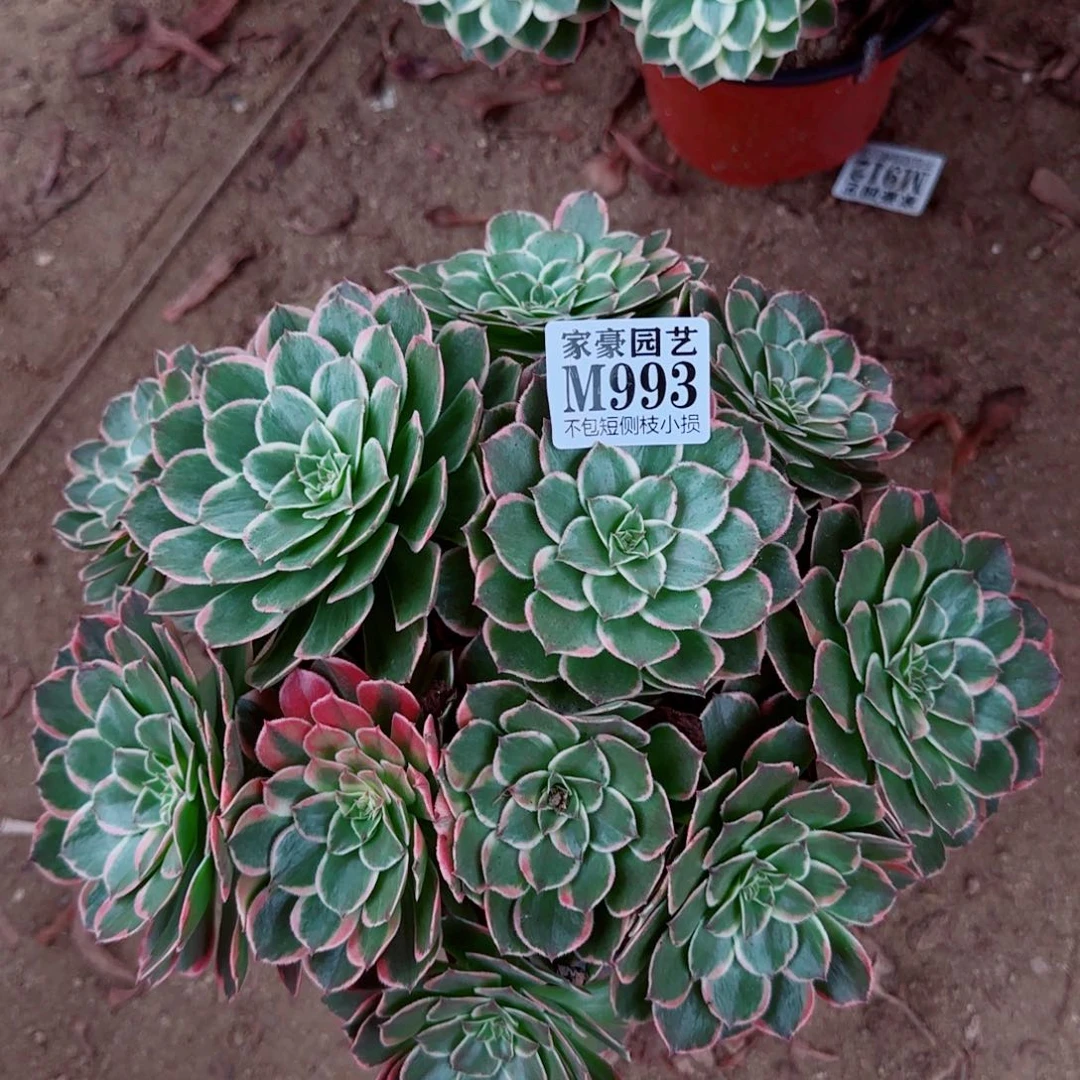 粉花妖发师993冠幅28