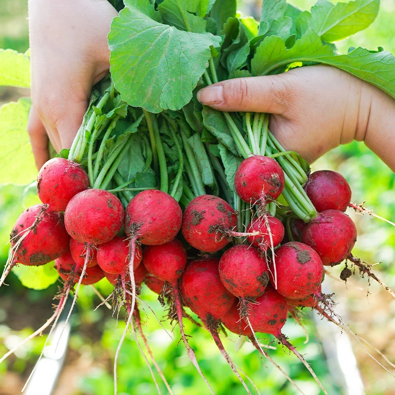 四季樱桃萝卜种子手指红白水果萝卜种籽大全简单易种植阳台盆栽