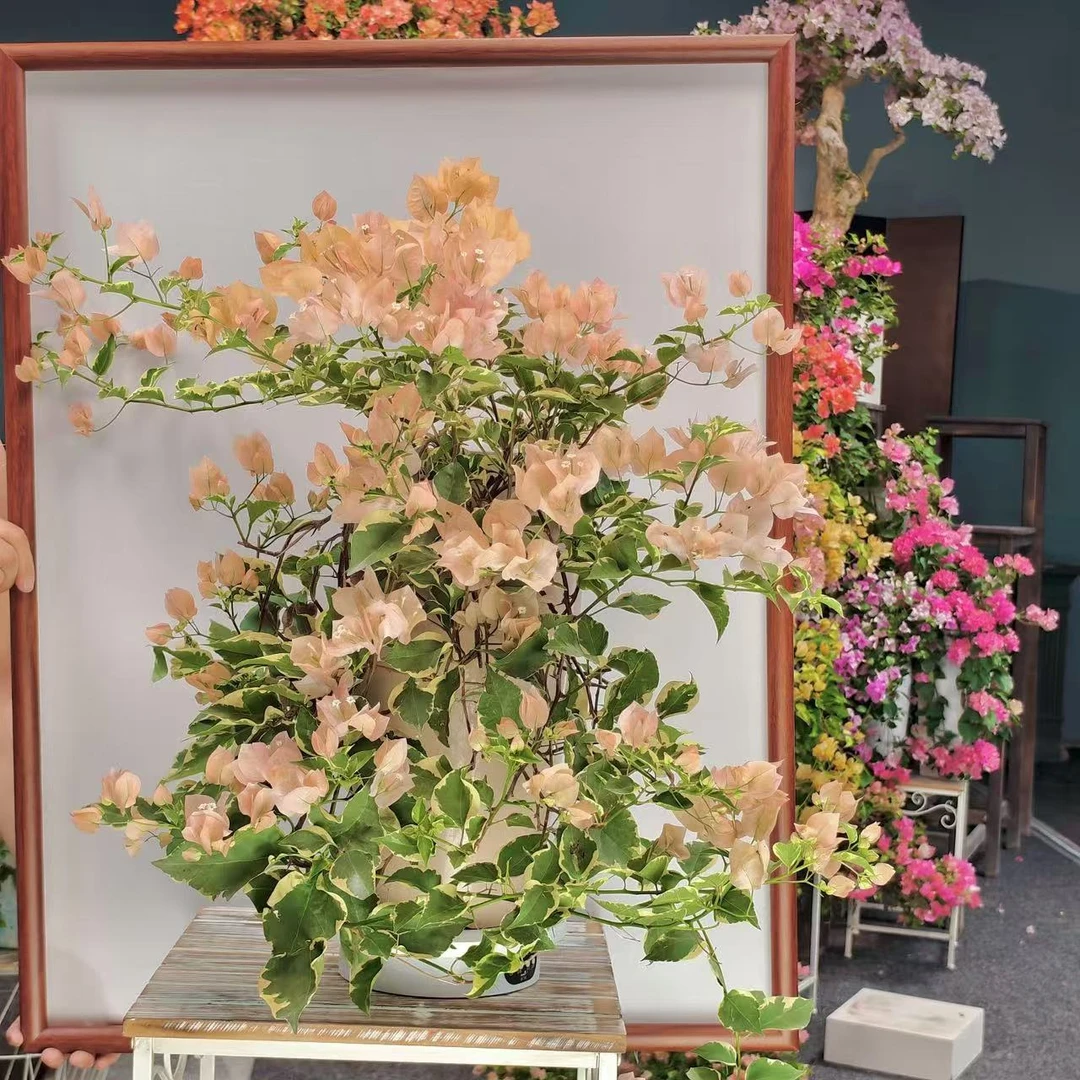 大号金边马斯花瀑布三角梅造型盆景老桩侧飘好养【艺景园花姐专用】