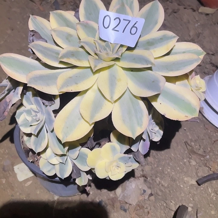 多肉植物法师276灿烂
