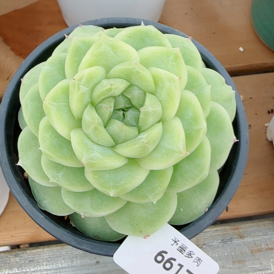 梨花白，6617多肉植物