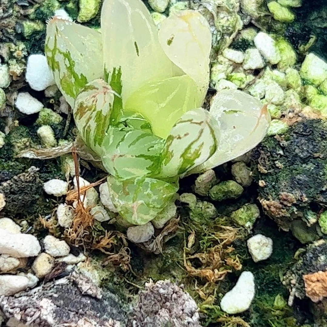 大卫锦十二卷多肉植物满