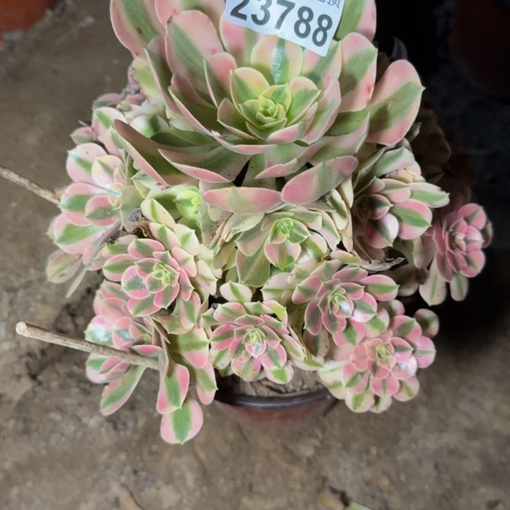 23788女巫多肉植物