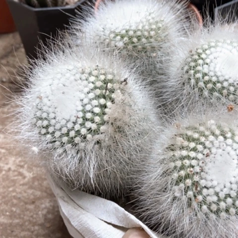 白小丁仙人球20米香入味