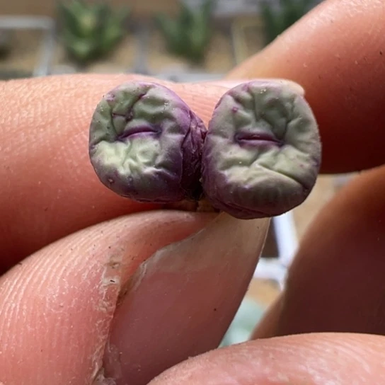 编号混合小红嘴干疤福利特价955。