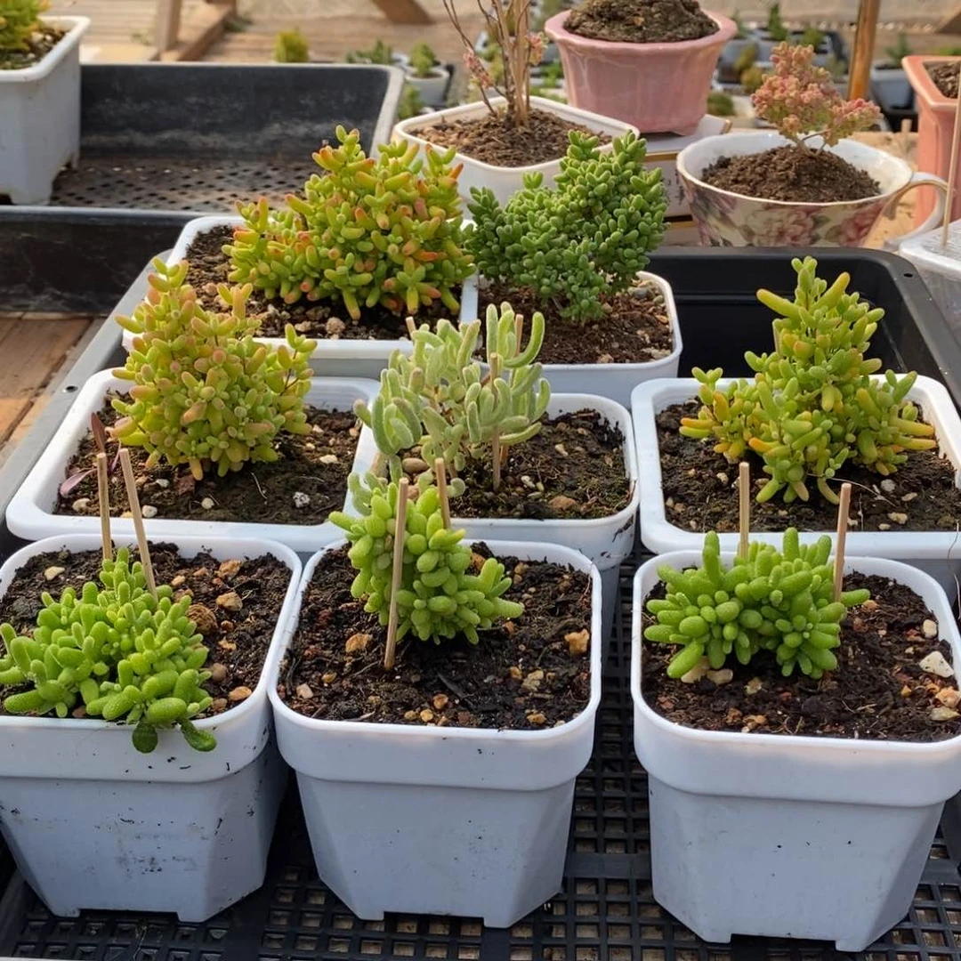枝干番杏多肉植物