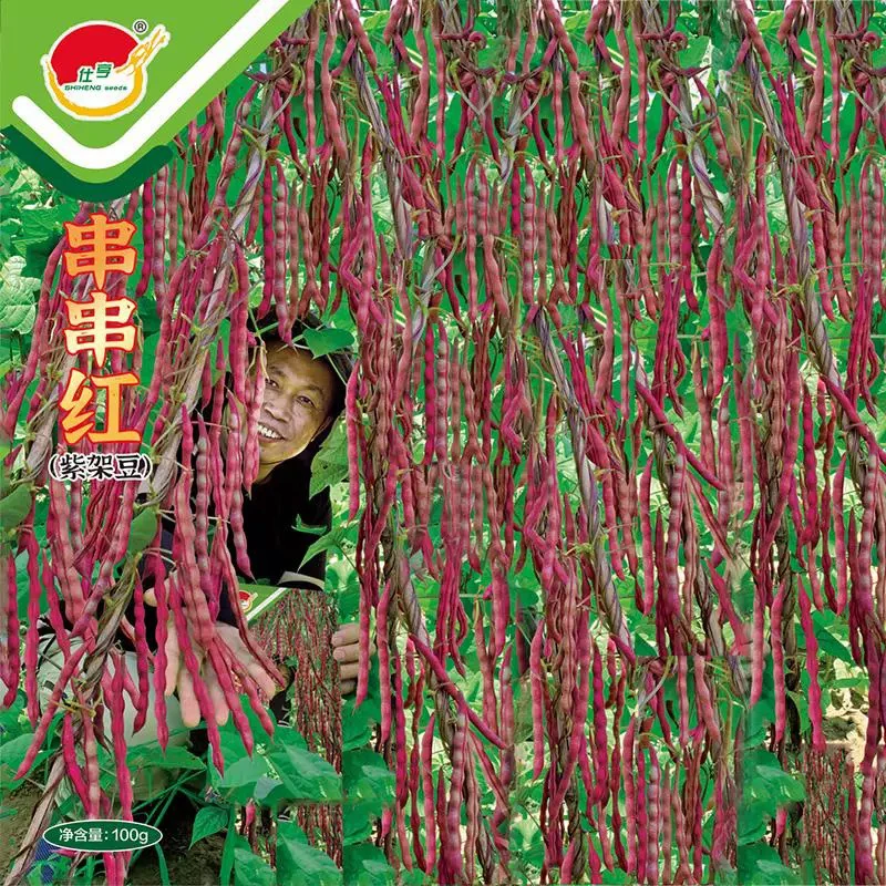 紫架豆四季豆种籽紫棒豆芸豆角高产架豆春秋早熟蔬菜种子孑