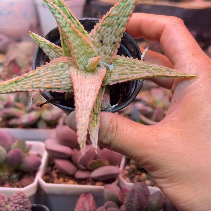 一物一拍，感谢支持