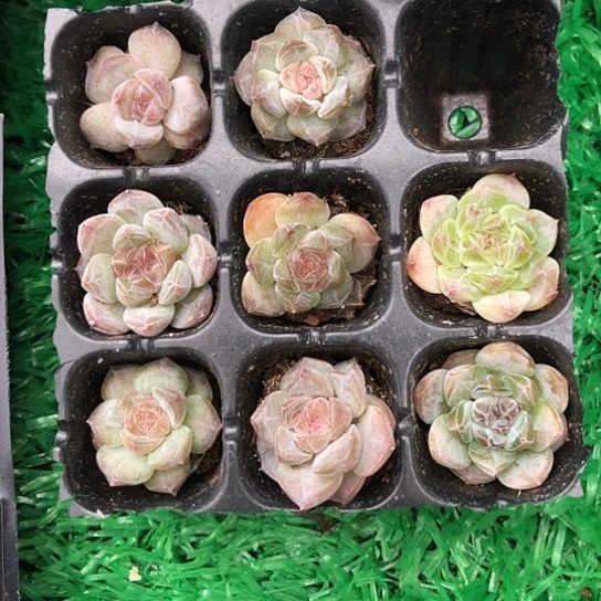 精品小店有优惠哦，
