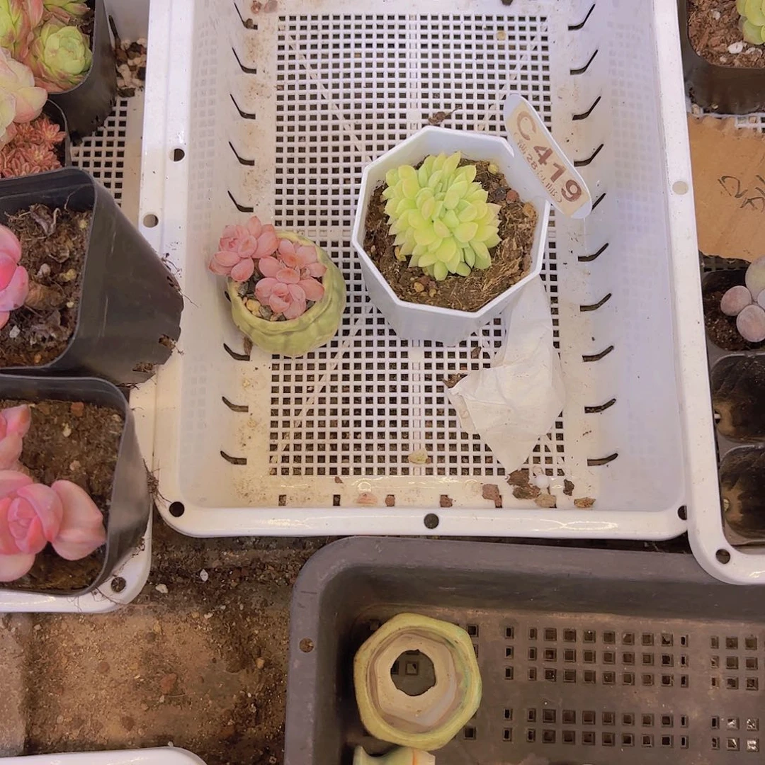 米***！一物一拍两盆一物一拍