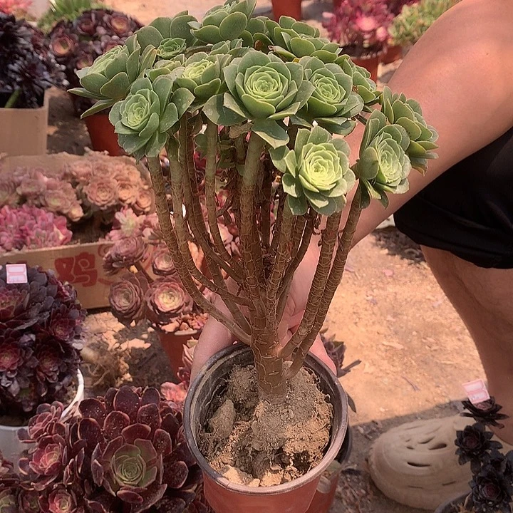 冰***g908绿羊绒多肉植物