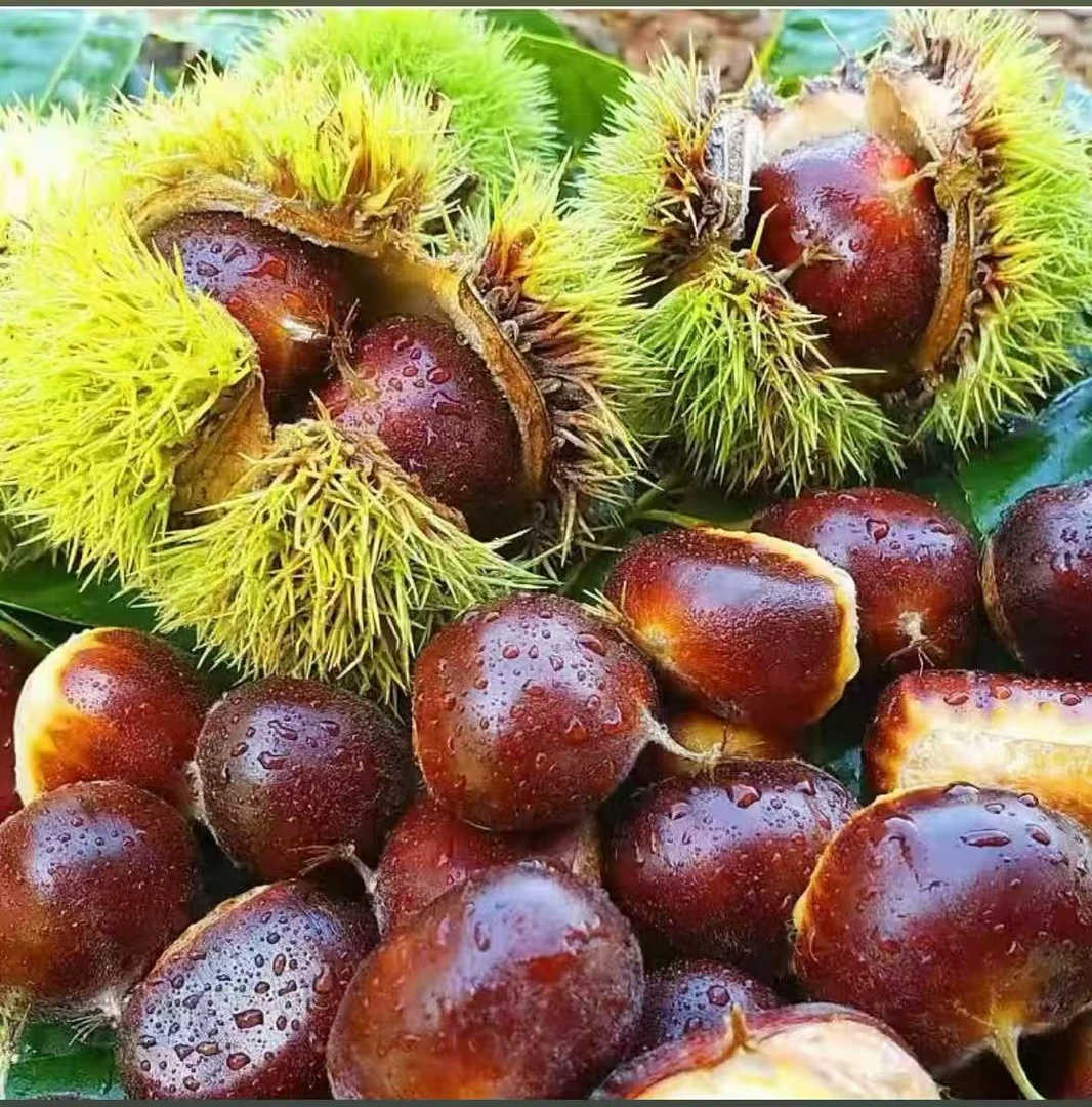 正宗唐山迁西鲜板栗2025年新栗子